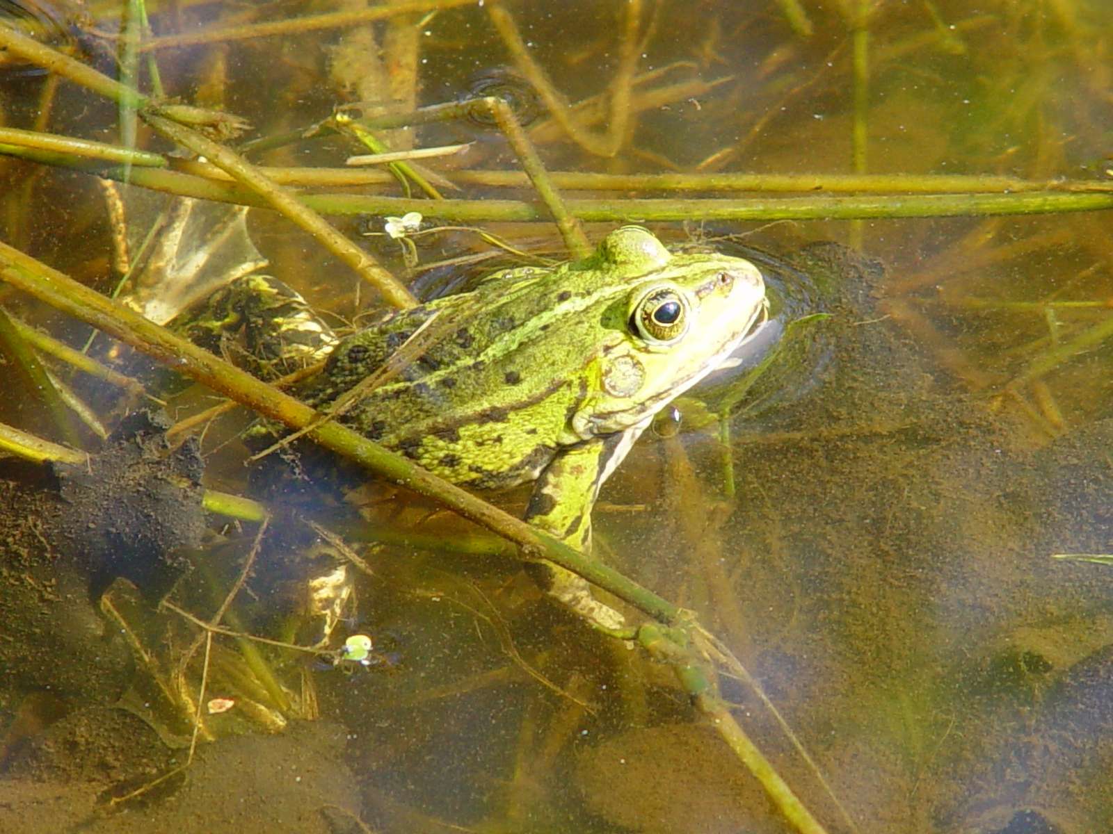 grøn frø