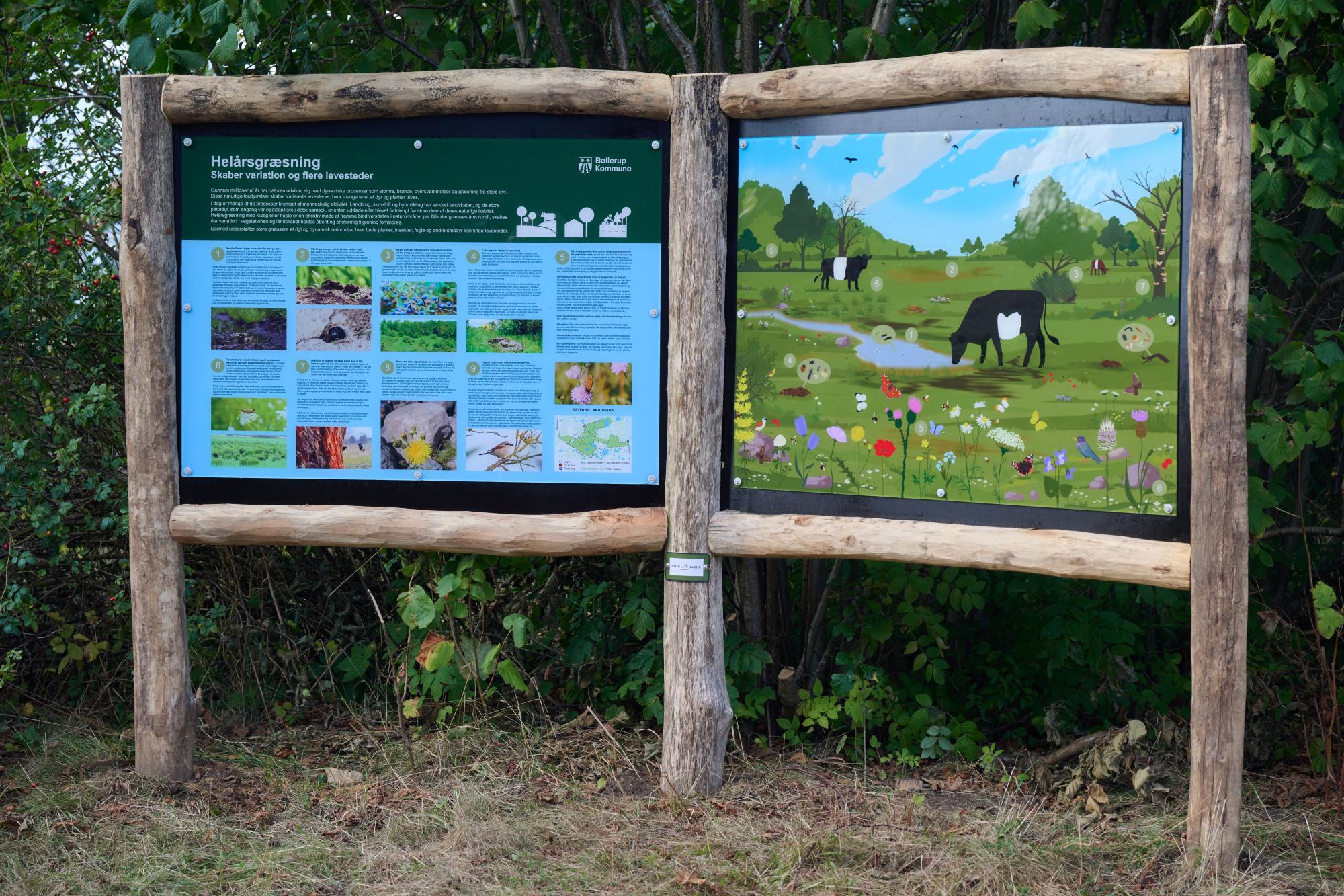 Formidlingstavle om helårsgræsning