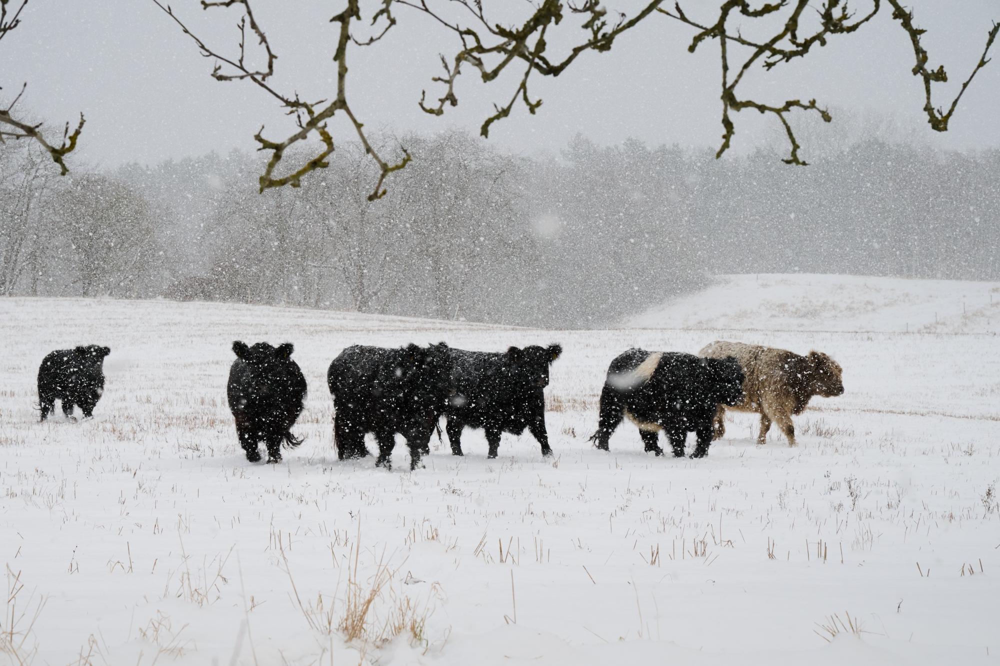 Helårsgræsning Ballerup Kommune Galloway kvæg vinter sne 