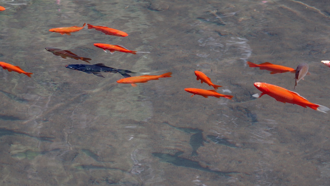 Orange, gule og røde Guldfisk i vand