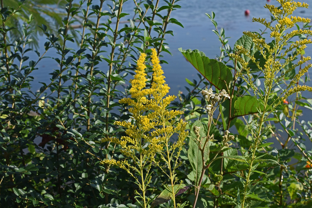 Gul plante ved en sø 