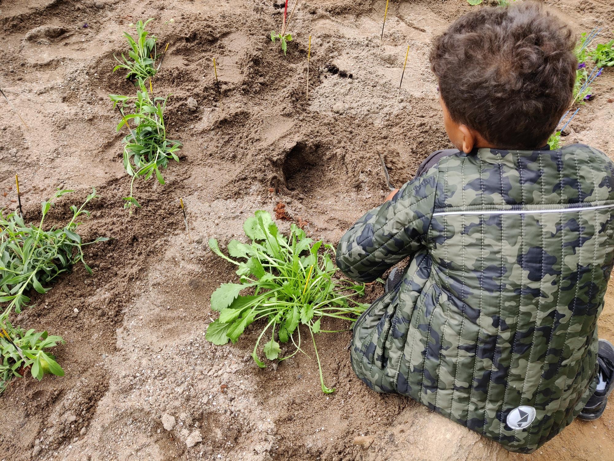 Elever planter for sommerfuglene