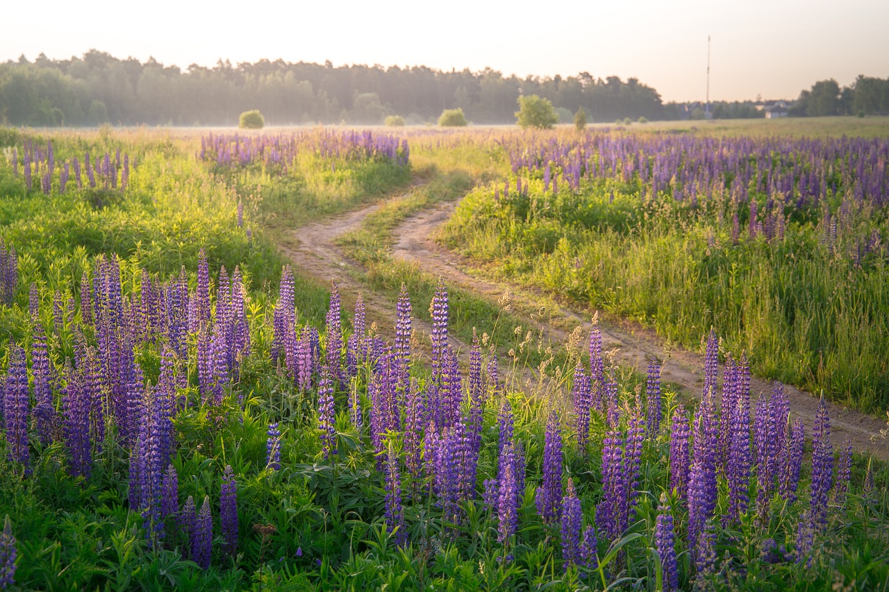 Grønt område i naturen fyldt med lilla blomster 