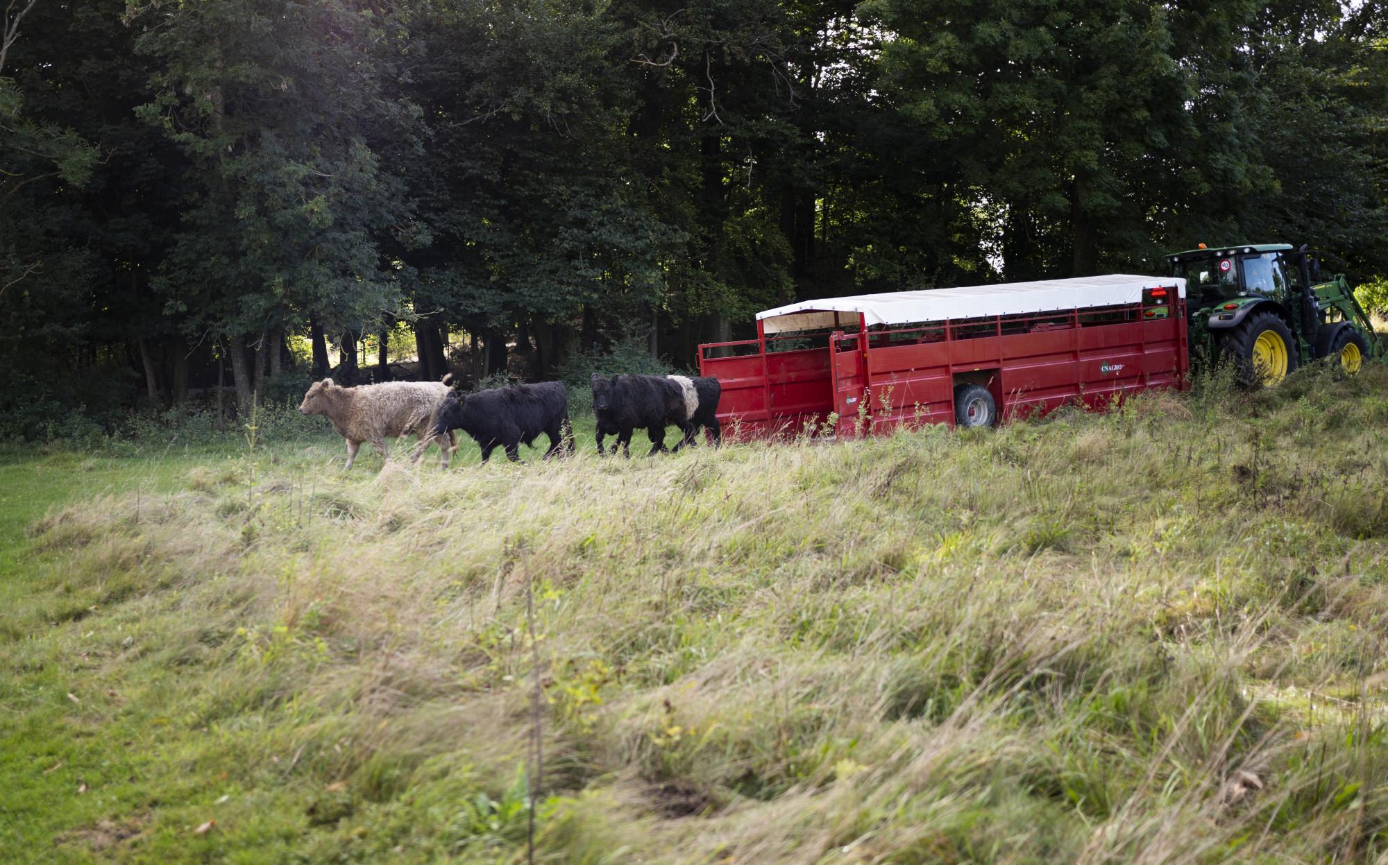 Galloway kvæg går ud af traileren