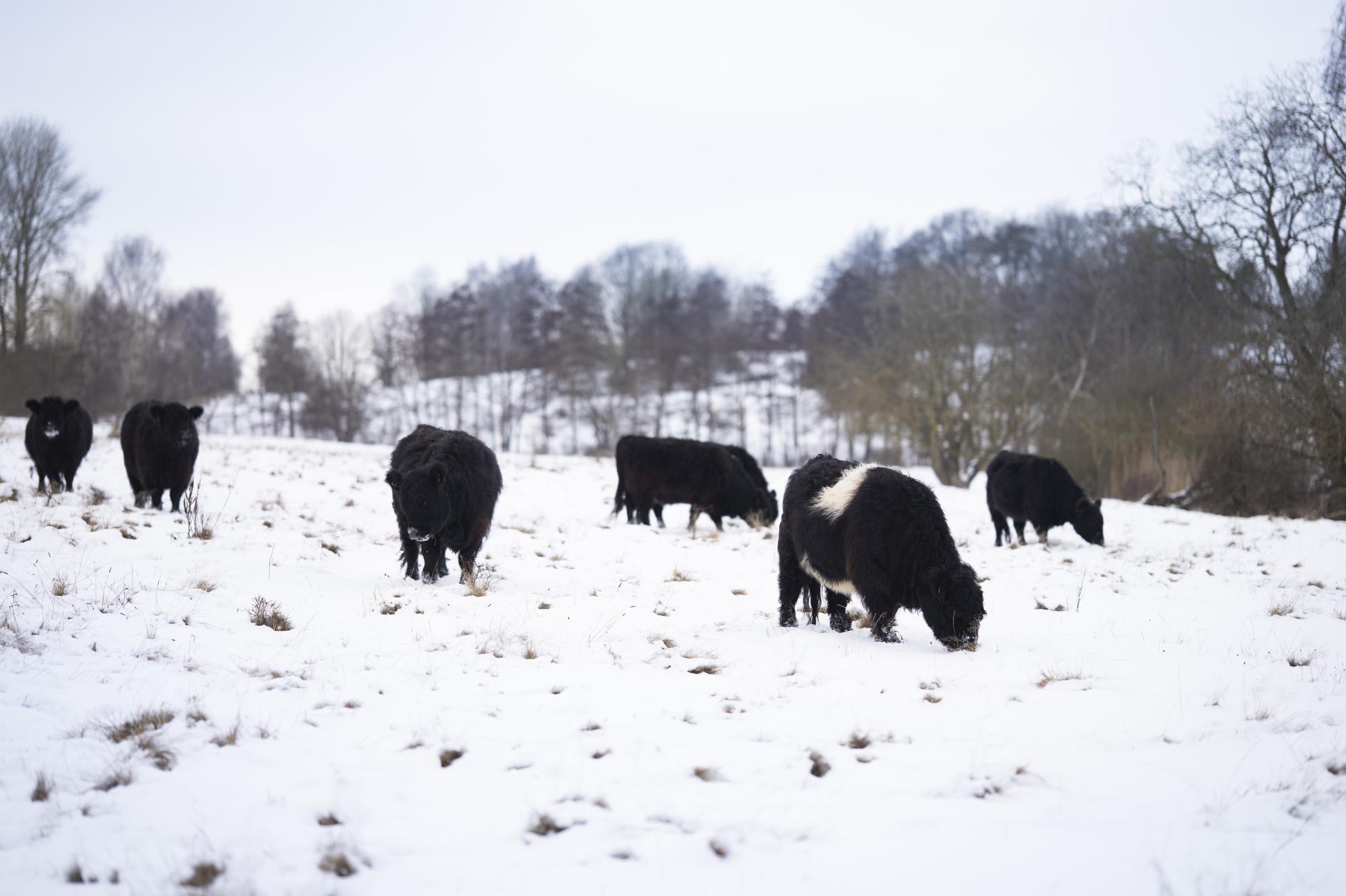 Helårsgræsning Ballerup Kommune Galloway kvæg vinter sne 