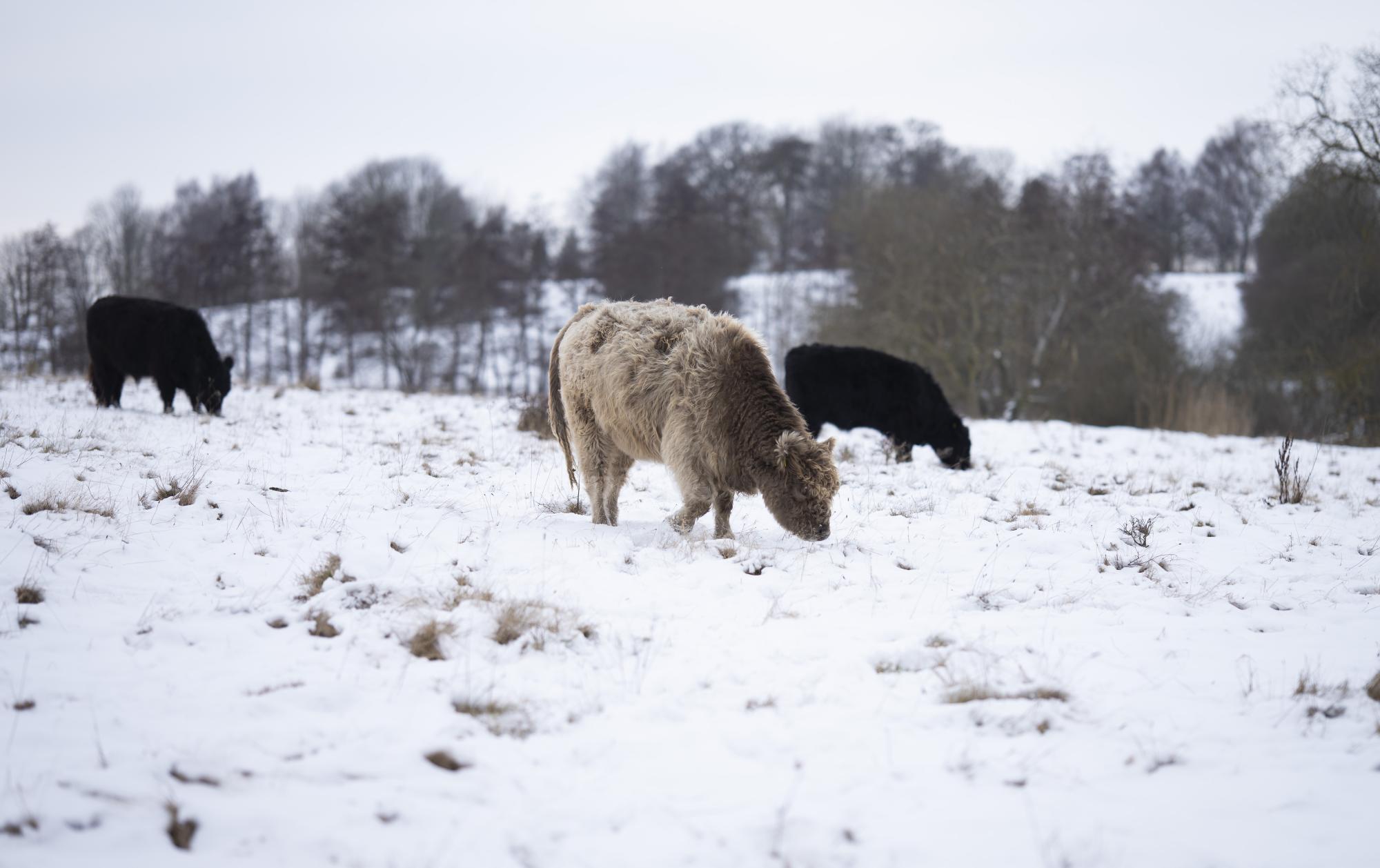 Galloway kvæg der græsser om vinteren mens der er sne Ballerup Kommune