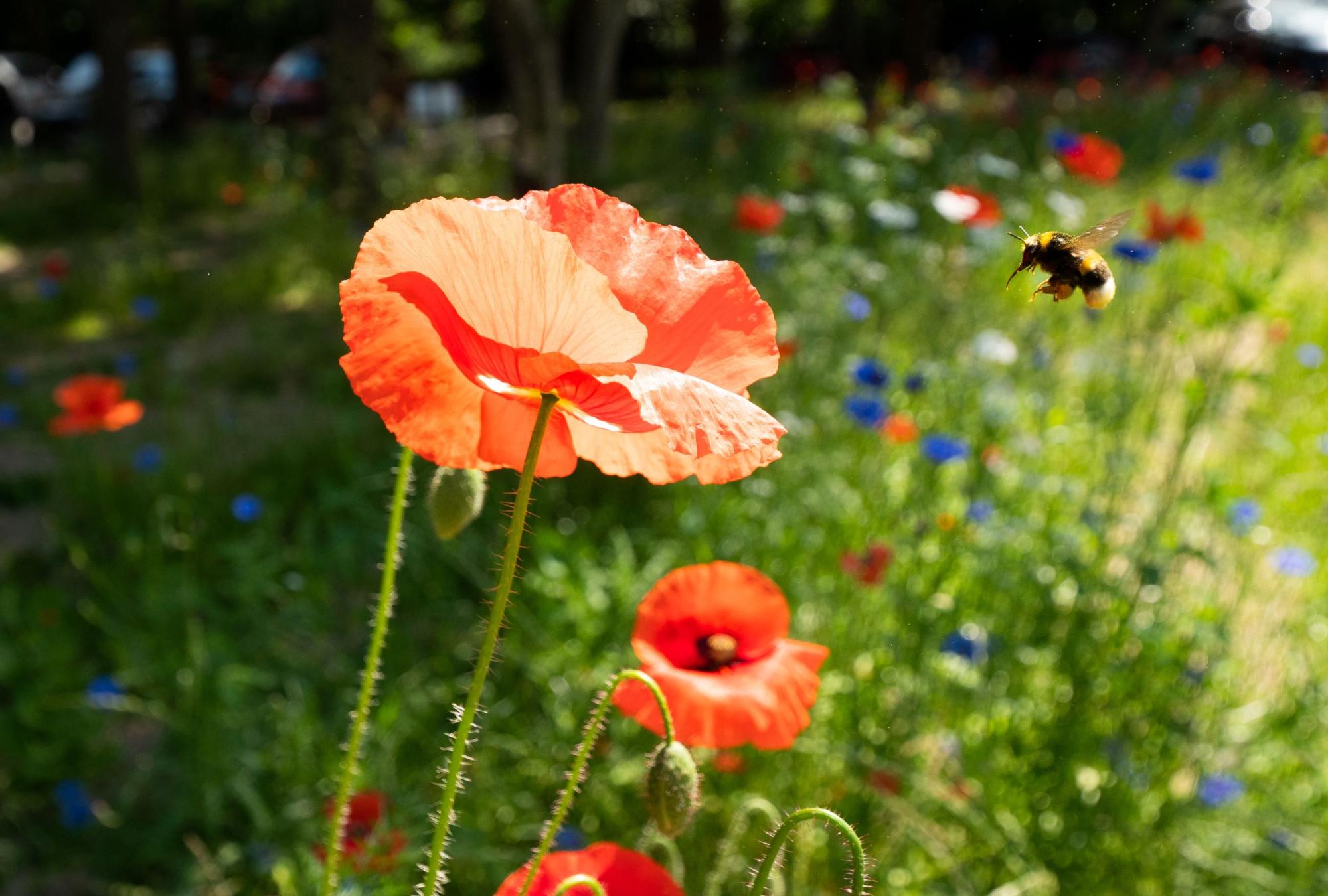 En bi ved siden af en blomst