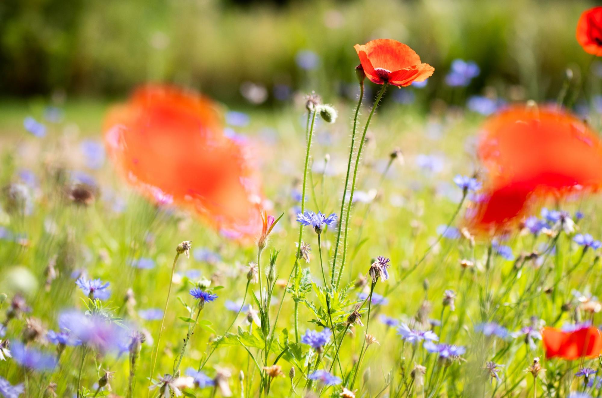 Blomster og bier