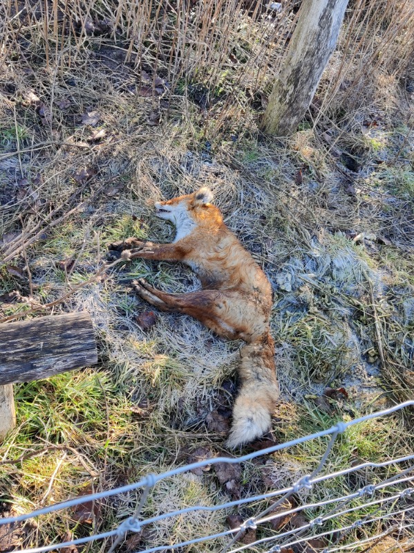 Ræv ådselsplads ballerup Kommune 