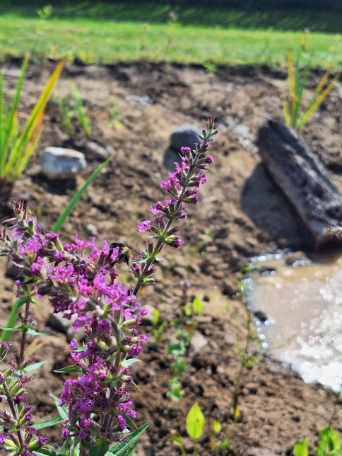 Vandhul med blomster