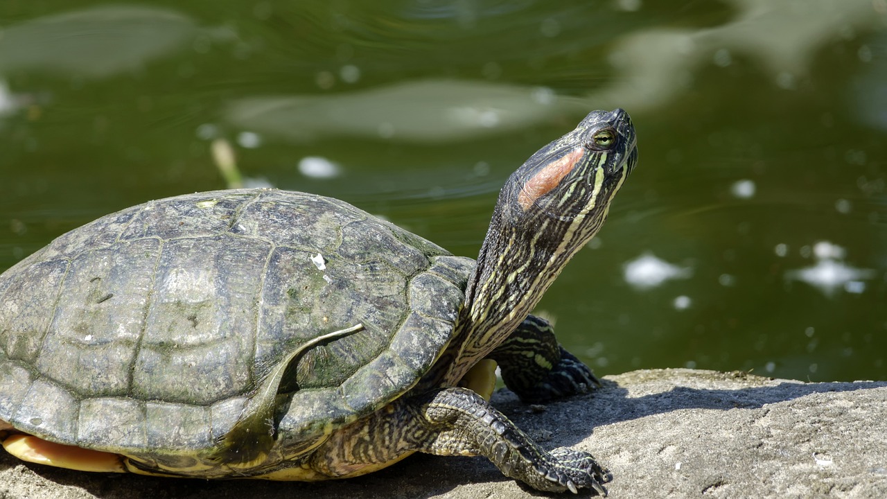 Skildpadde der soler sig på en sten 