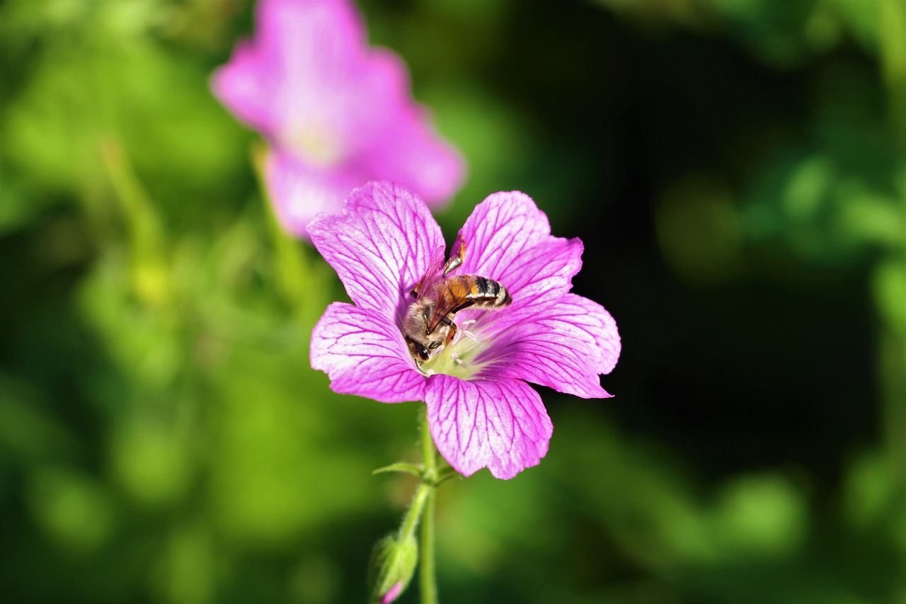 Storkenæb blomst med bi