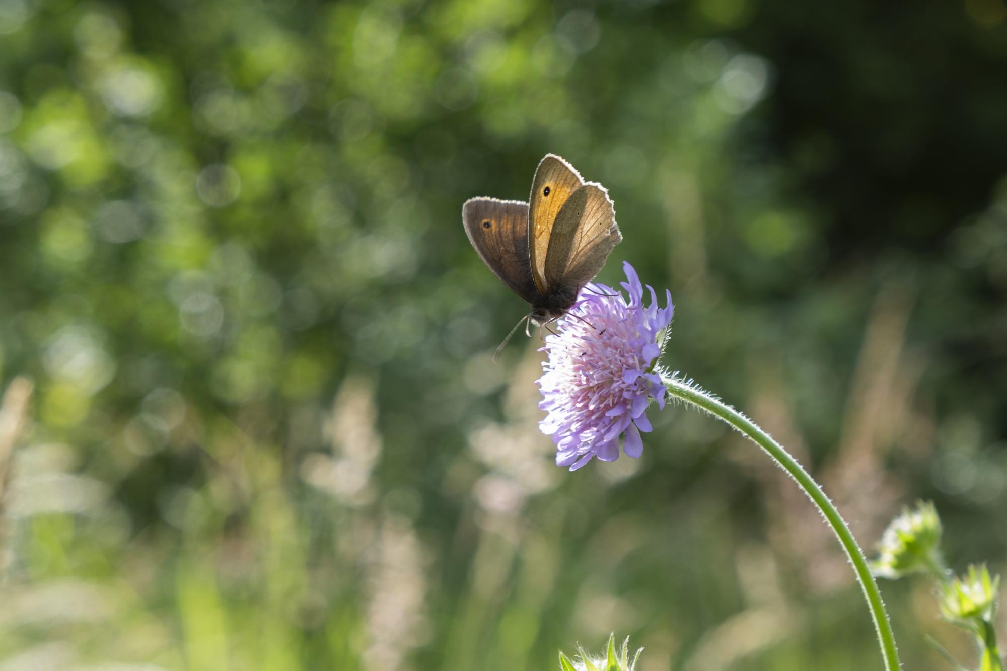 Sommerfugl på lyserød blomst