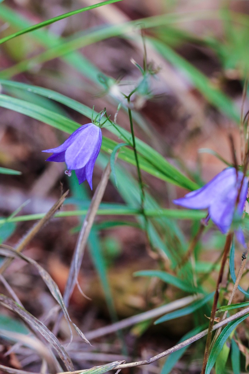 Blåklokke blomst