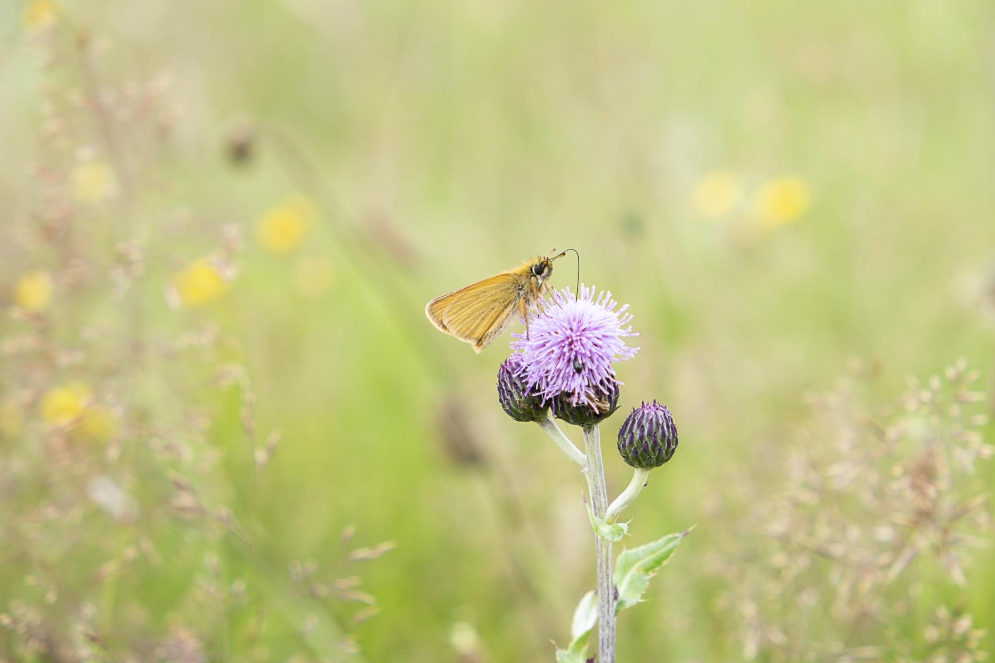 Sommerfugl på lilla blomst