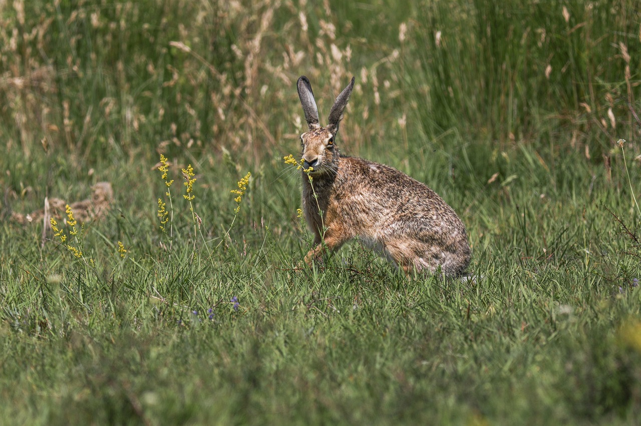 Hare