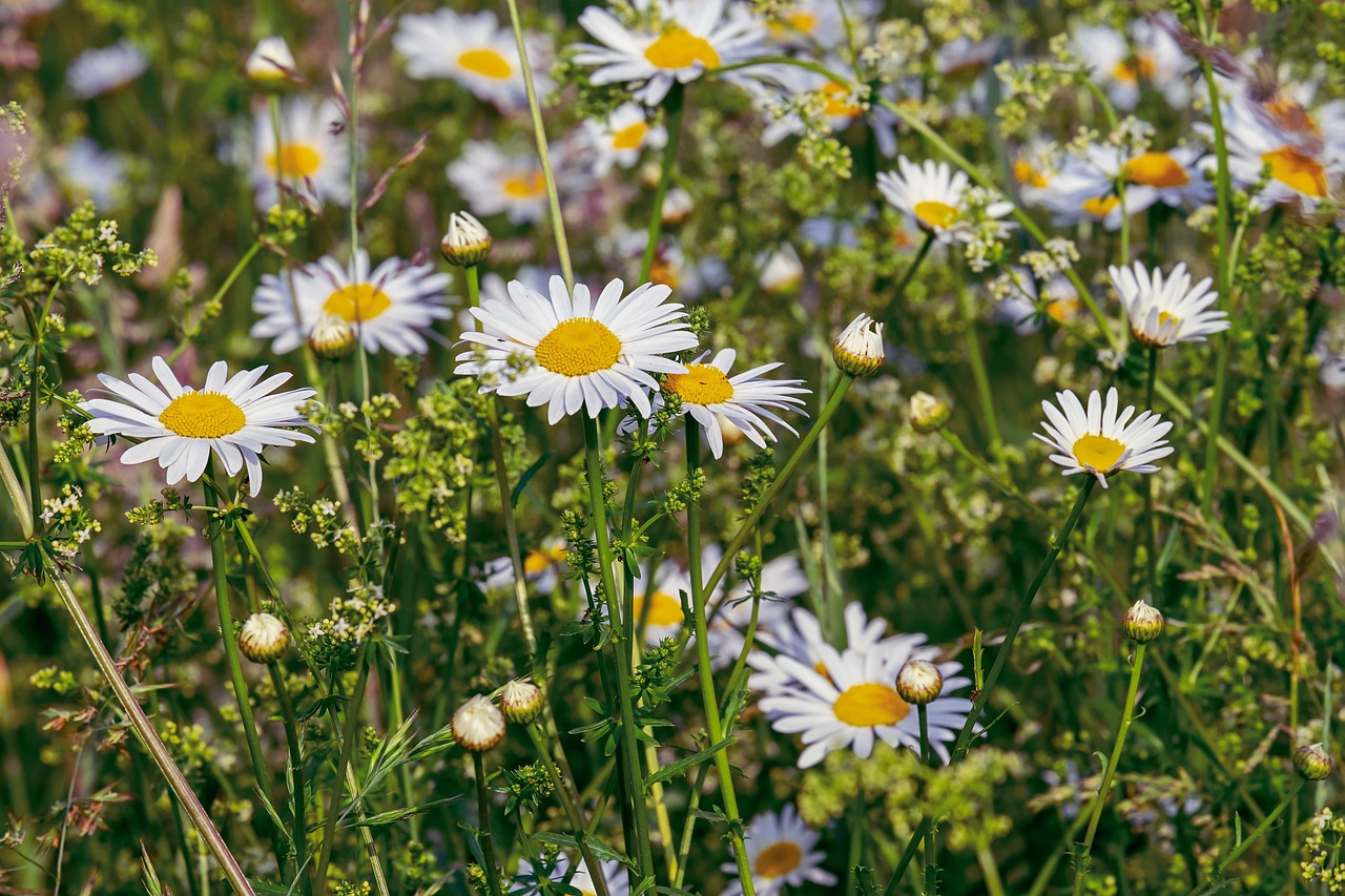 Daisy