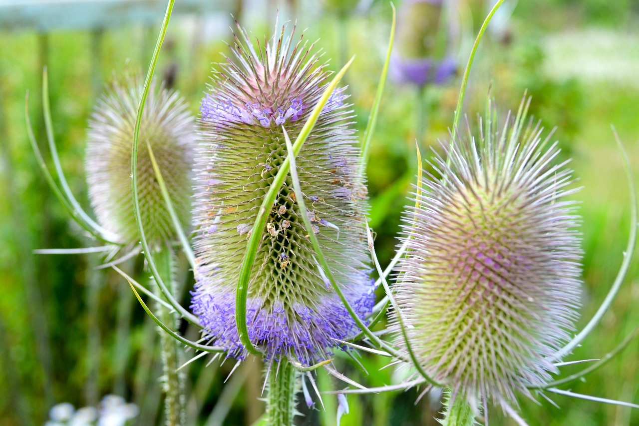 blomst