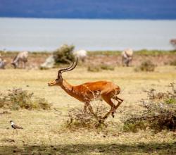 Nye Gazeller springer frem i Ballerup Kommune
