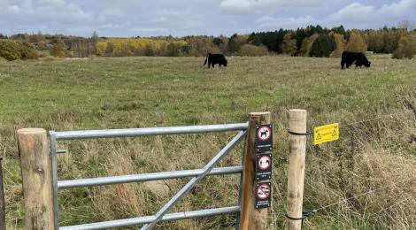 Kvæg i Østerhøj Naturpark