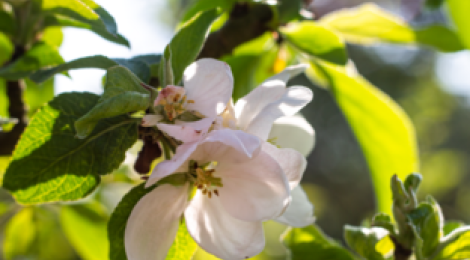 Udstilling: Omvisning