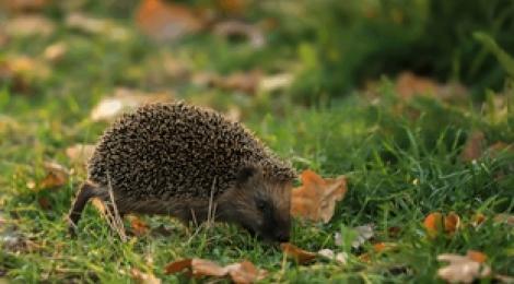 Diverse: Natur