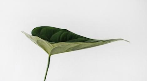 Diverse: Natur