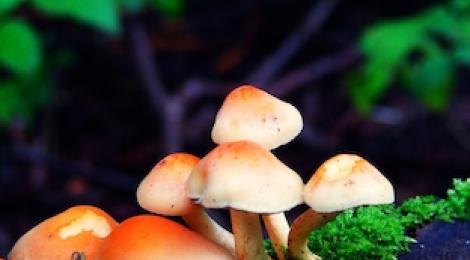 Diverse: Natur