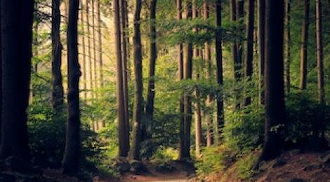 Diverse: Natur