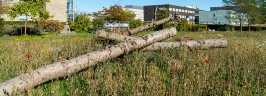 Gamle stammer i blomstereng