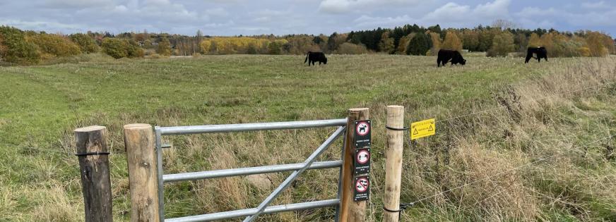 Kvæg i Østerhøj Naturpark