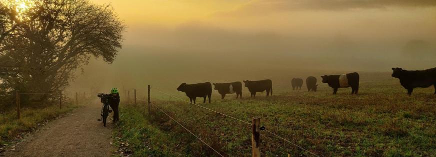 Galloway kvæg helårsgræsning ballerup kommune natur cykelsti