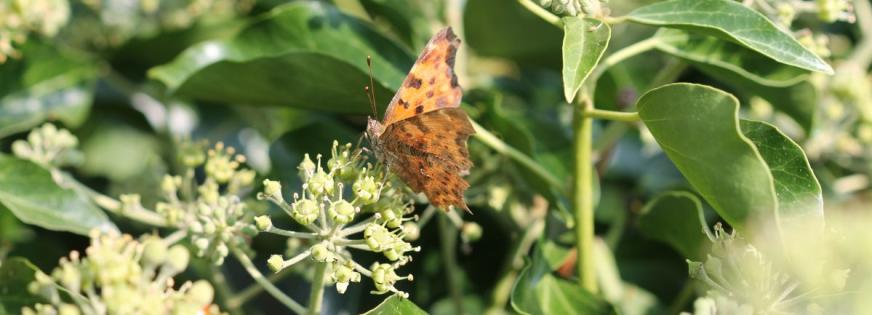 Vedbend med sommerfugl