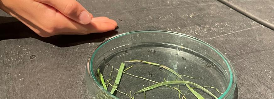 En elev forsøger at fange en undsluppen orangemyre