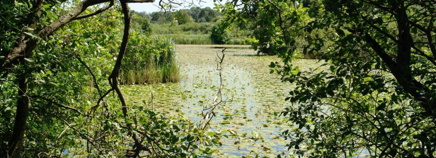 Udsigt over Møllemosen i Måløv
