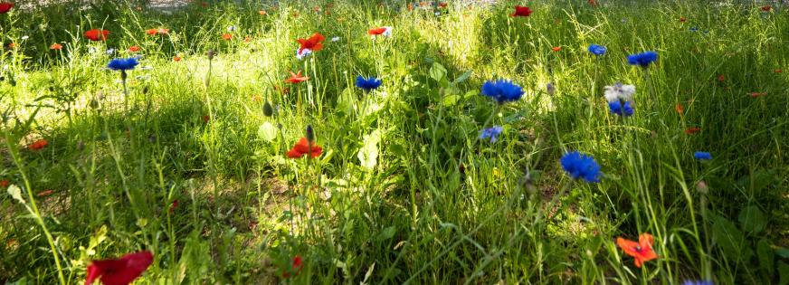 Blomster og græs foran en bygning.