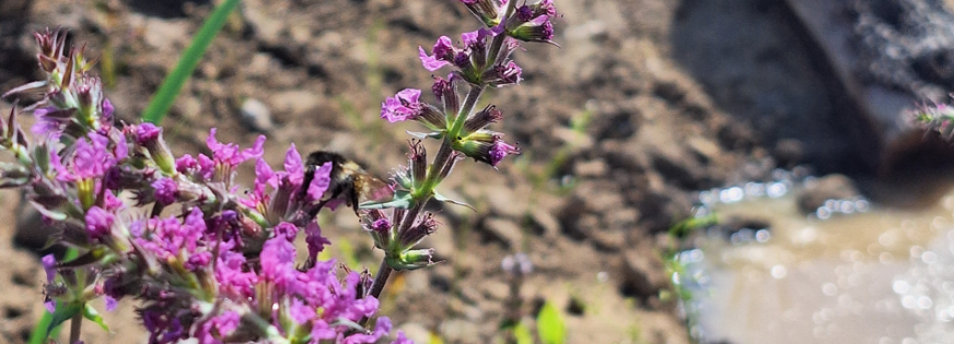 Biodiversitetsparken