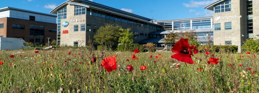 Biodiversitetsprojekt 