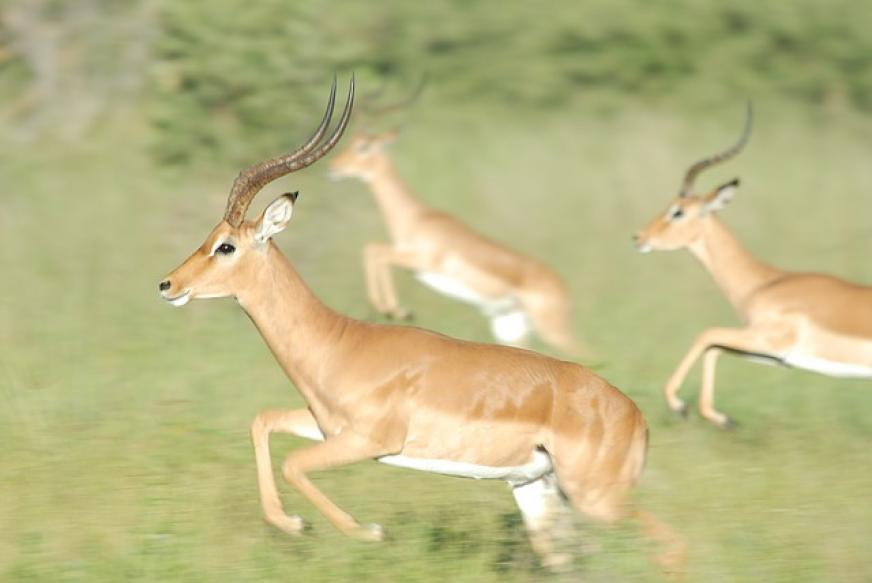 Gazellevirksomheder springer i Ballerup Kommune 