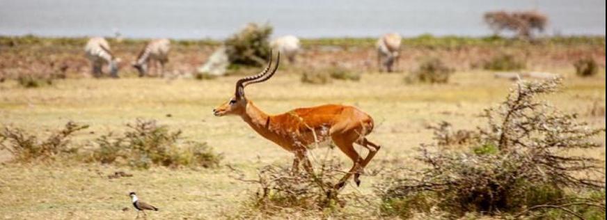 Gazelle