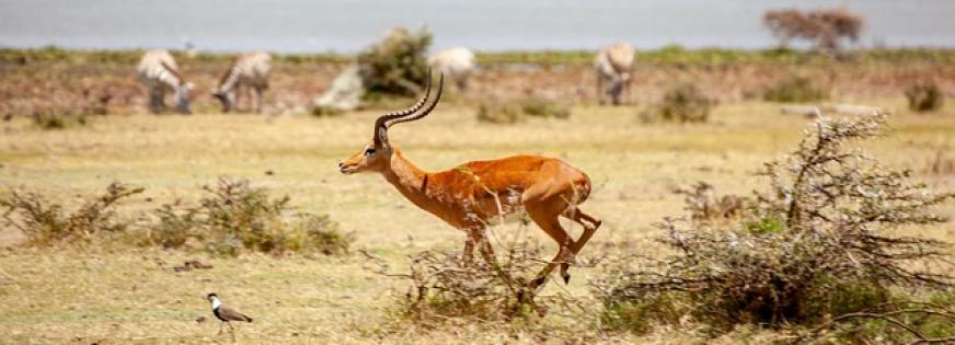 Gazellevirksomheder i Ballerup