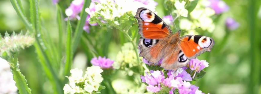 sommerfugl