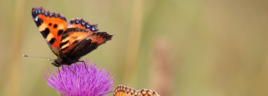 Tre sommerfugle, en bi og tre blomster