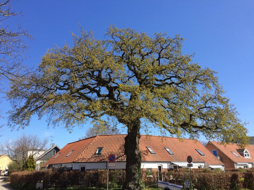 Nu kan du udpege et værdifuldt træ